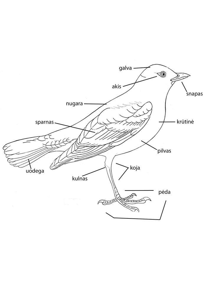 Paukščių anatomija