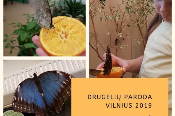 Vilnius. Drugelių paroda 2019